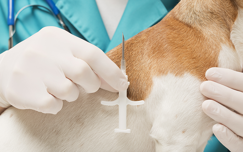 Benefits of Microchipping