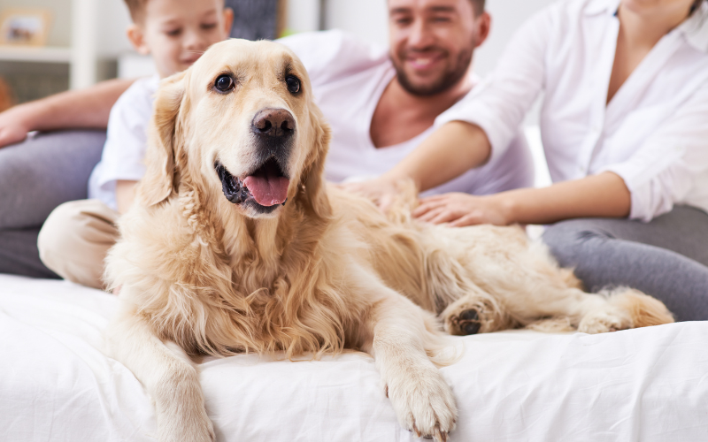 Benefits of Pet Ownership