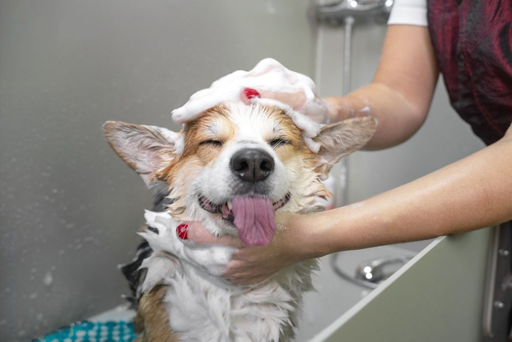 Benefits of Using2 Dandruff Shampoo for Dogs