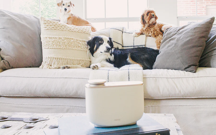 Breathe Easy: Top Pet-Safe Air Fresheners for a Fresh and Safe Home