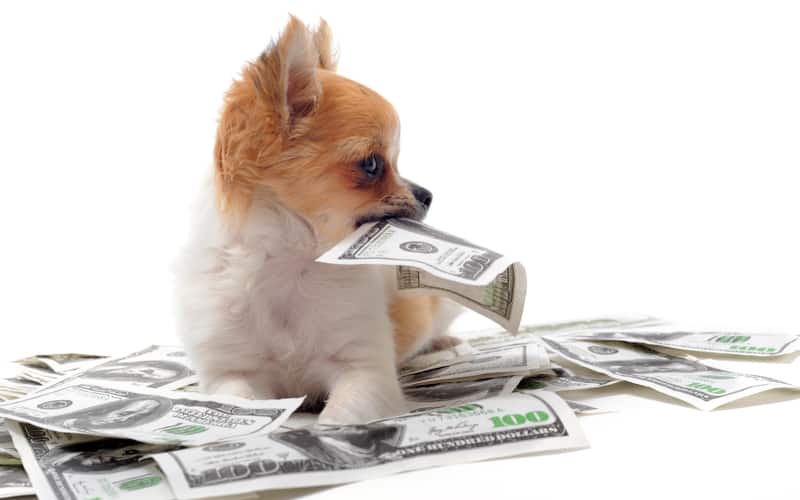 Budgeting Tips for Pet Owners