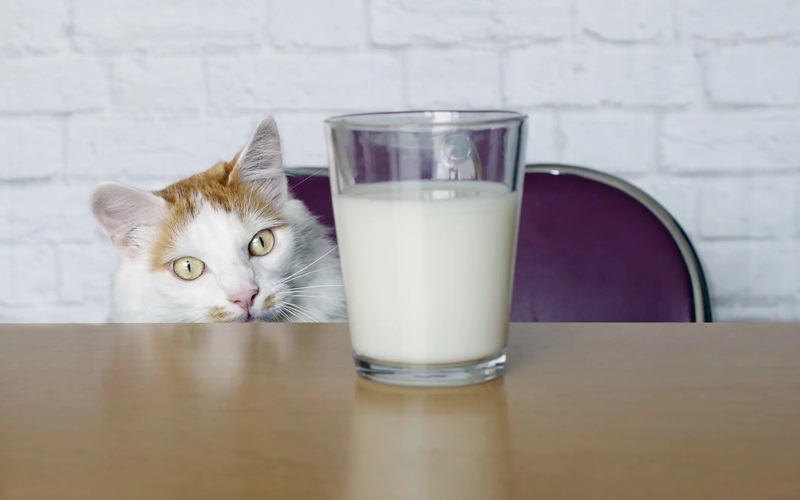 Can Cats Really Drink Milk Debunking the Myth