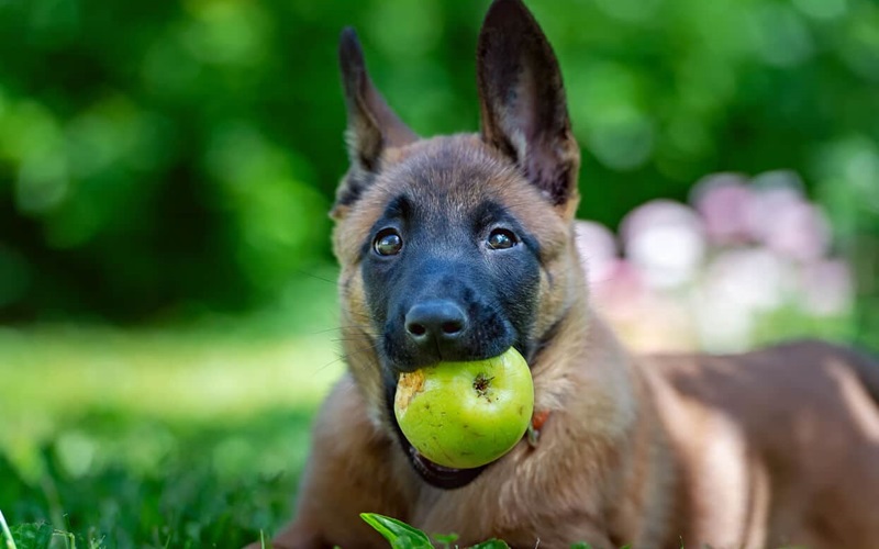 Can Dogs Eat Green Apples? Unveiling the Truth About This Healthy Snack