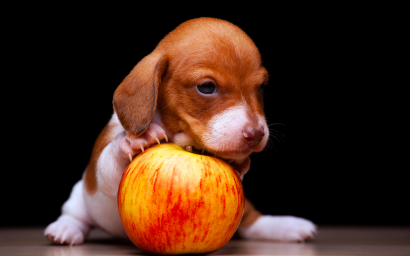 Can Dogs Eat Green Apples? Unveiling the Truth About This Healthy Snack