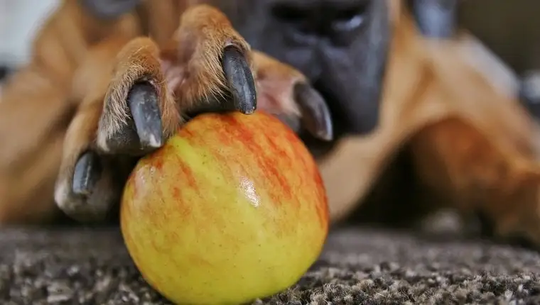 Can Dogs Have Green Apples? Real-Life Examples