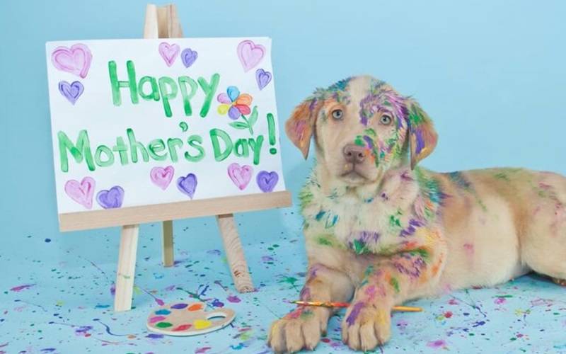 Celebrating Pet Moms: All About 'Pet Mother's Day'