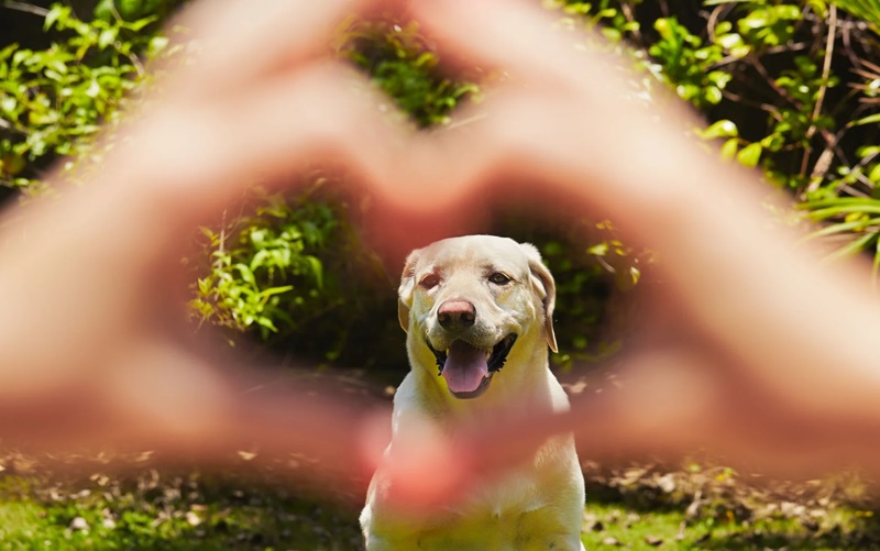 Celebrating Responsible Pet Owners Month Top Tips for February