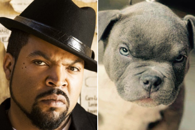 Celebrity Pet Look-Alikes