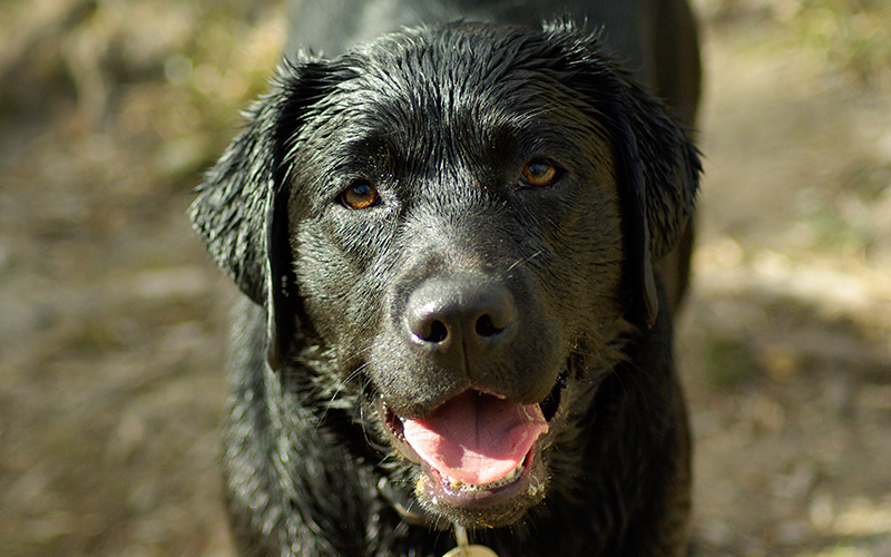 Choosing the Right Flea Shampoo