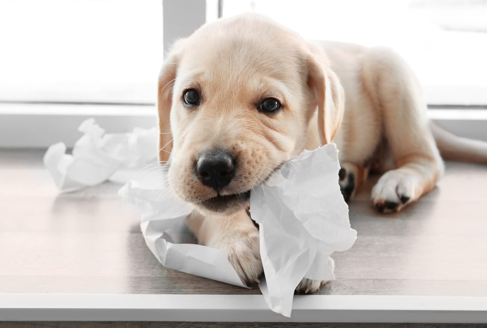 Common Mistakes Pet Owners Make