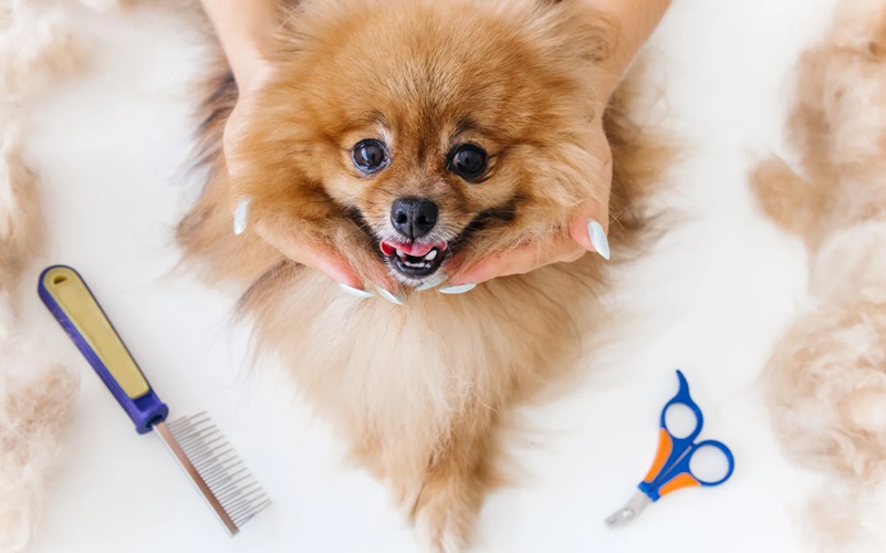 Conquering Pet Hair: Top Tips and Tricks for Dog Owners