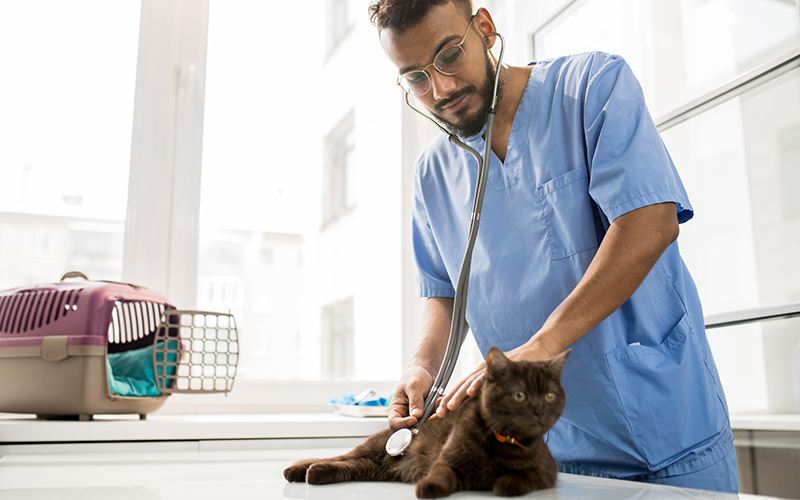 Consulting a Veterinarian