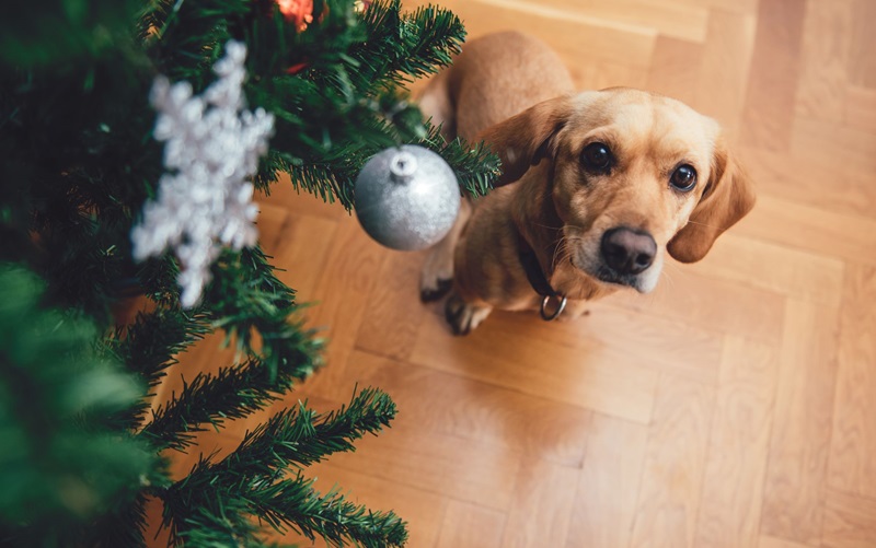 Creative Christmas: How Pet Owners are Hanging Trees from the Ceiling