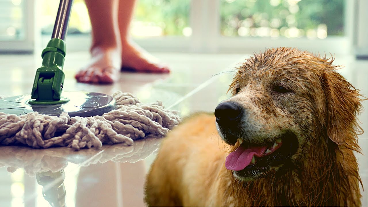 DIY Dog-Safe Floor Cleaner Recipes