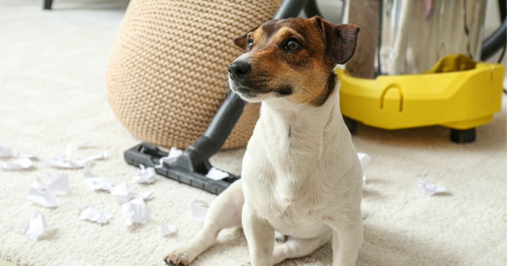 DIY Pet-Friendly Floor Cleaner Recipe