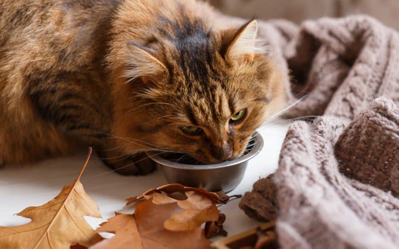 Debunking the Cats and Milk Myth: What You Need to Know