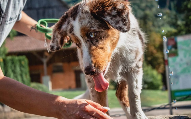 Discover the Best Dog Shampoos: Top Picks for a Healthy Coat