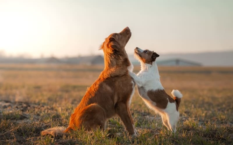 Dynamic Duo: Exploring the Benefits of Having Two Dogs