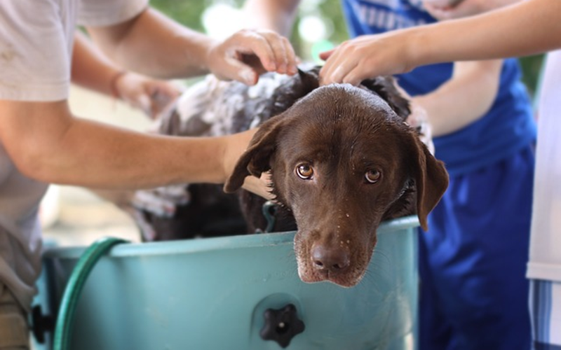 Effective Dog Flea Baths: Say Goodbye to Fleas for Good