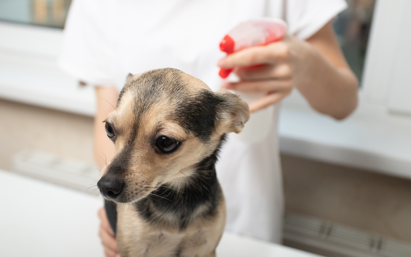 Effective Flea Baths for Dogs: A Complete Guide to Flea-Free Pets