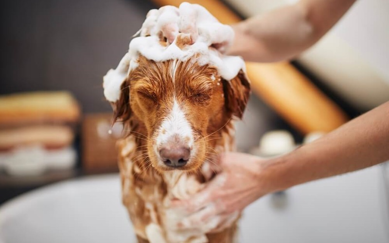 Effortless Bath Time: Why Waterless Shampoo is a Must-Have for Dog Owners