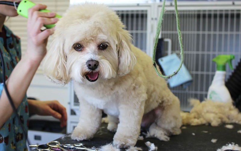 Effortless Tips to Remove Mats from Your Dog’s Hair