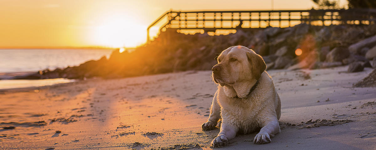 Exploring Pet-Friendly Spots in Georgia