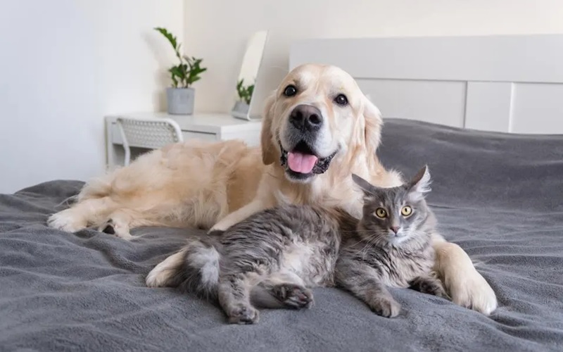 Exploring the Booming Pet Owners Market in the US: Trends and Insights