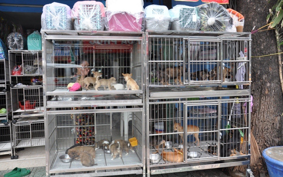 Finding Local Pet Sales