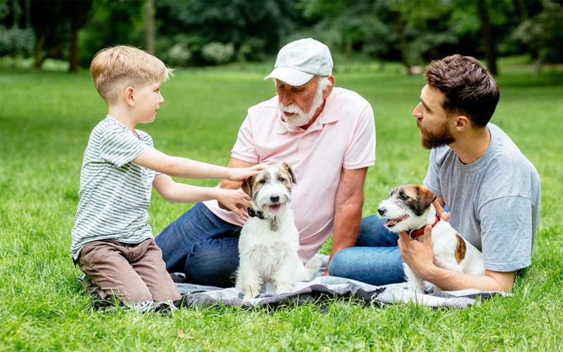 From Owners to Parents: The Evolution of Pet Care Over the Decades