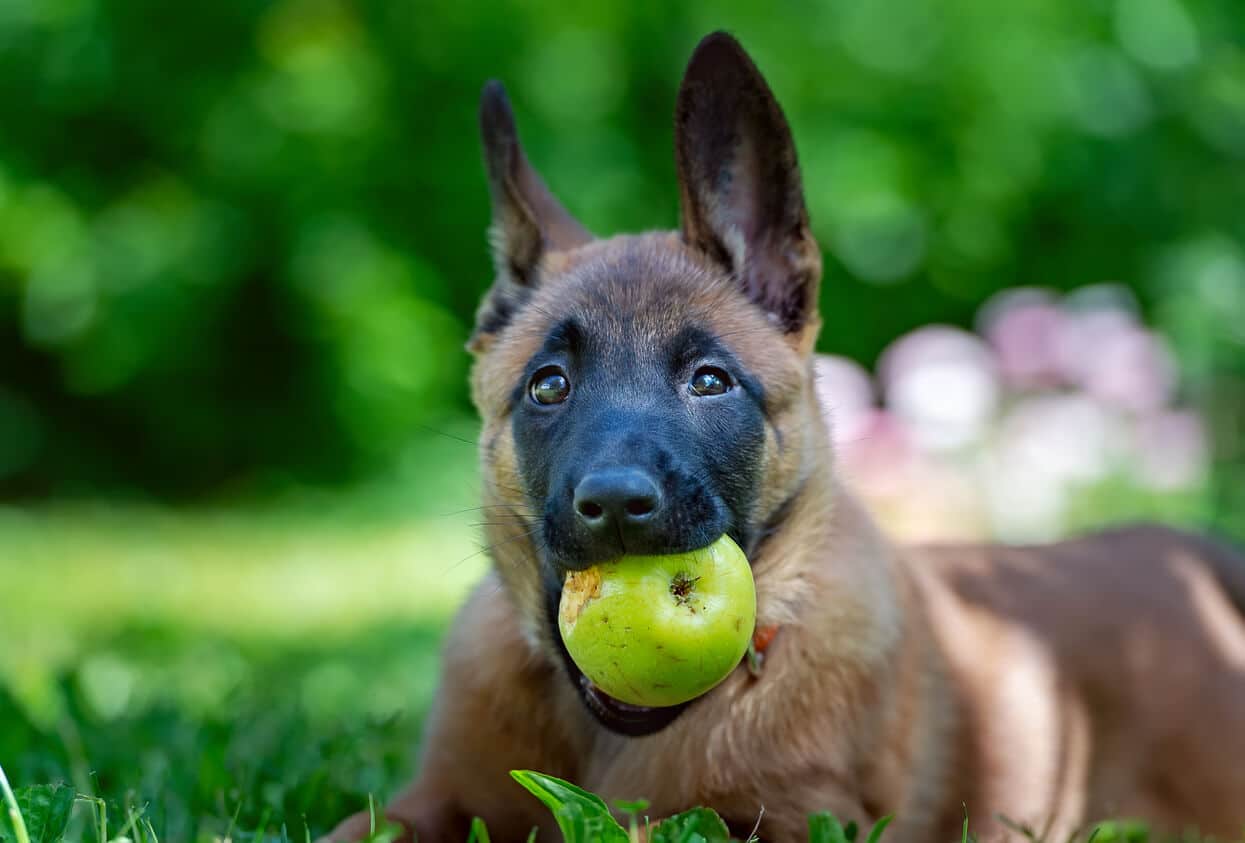 Fun Ways to Serve Green Apples to Your Dog