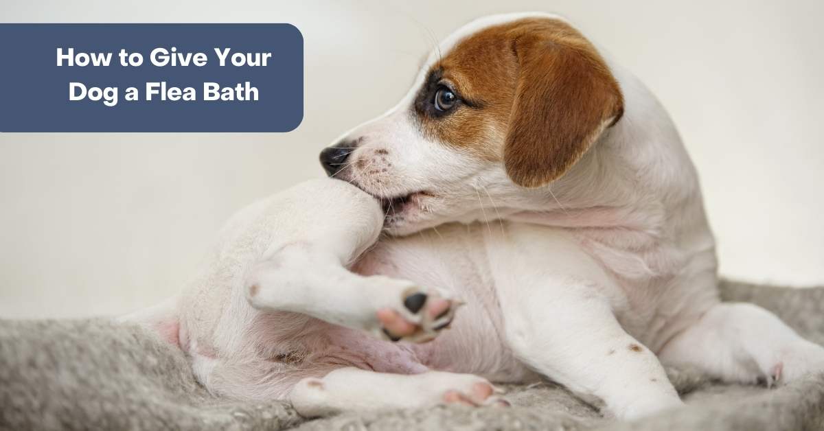 Giving Your Dog a Flea Bath