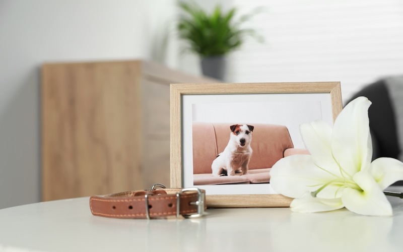 Heartfelt Sympathy Card Messages for Pet Owners