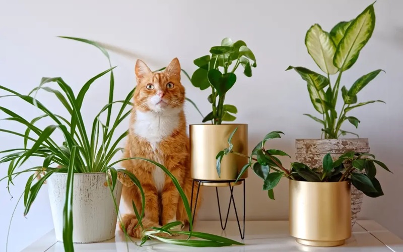 Home Depot’s Plant Guide: Safe and Beautiful Choices for Pet Owners