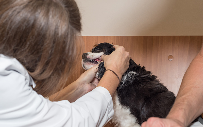 How Many Pet Owners Regularly Visit the Vet? Discover the Statistics