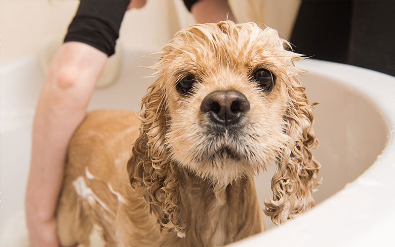 How Shed Shampoos Can Help