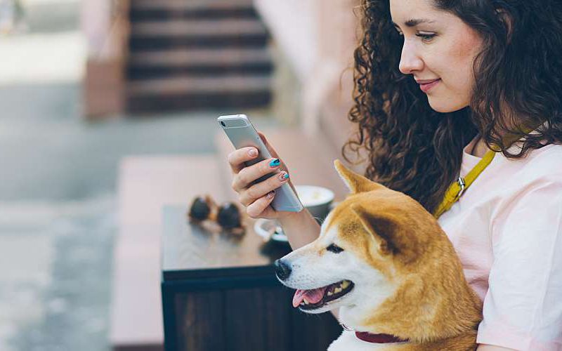 How to Access and Utilize the Pet Owners Database in India