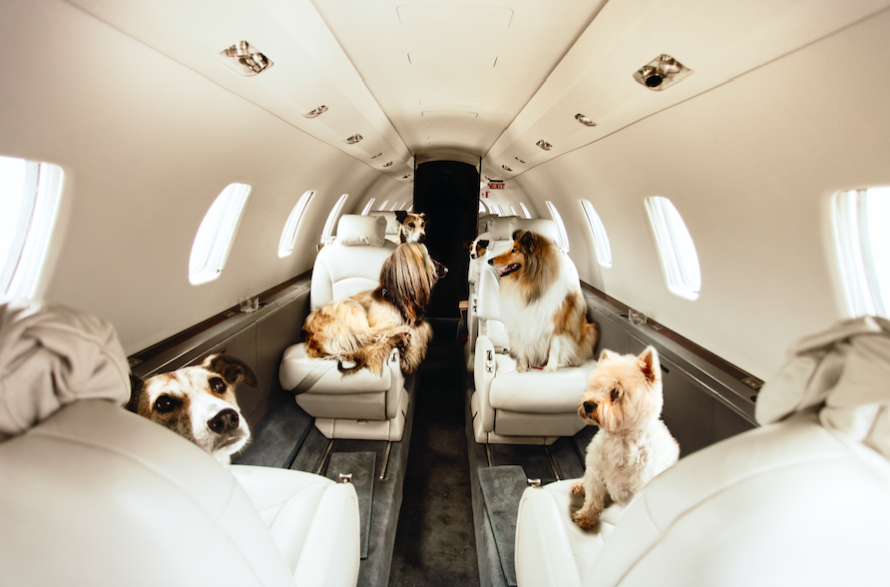 How to Arrange a Private Jet for Your Pet