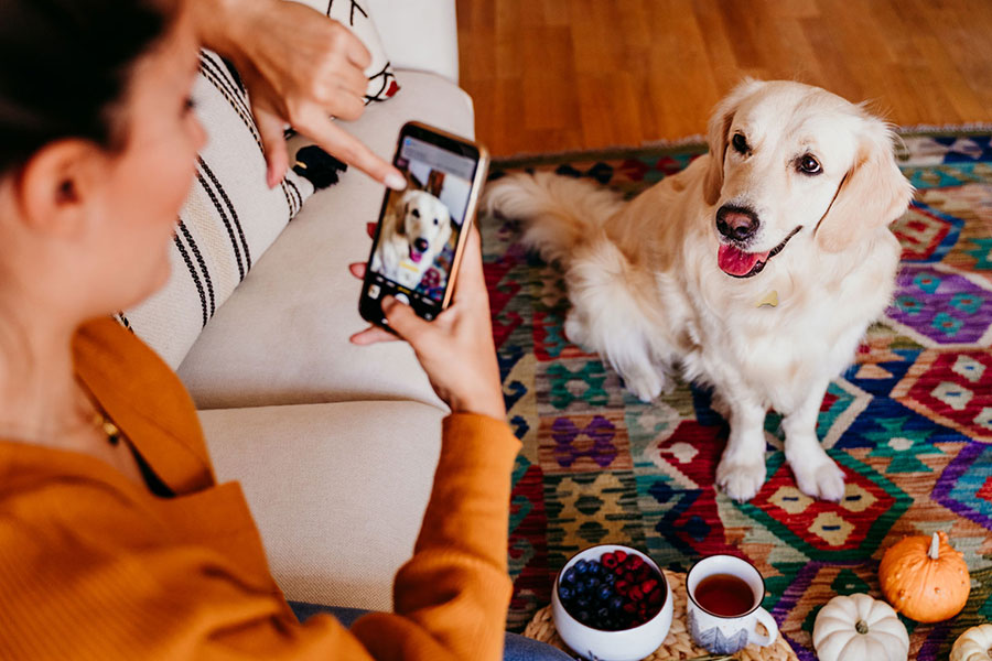 How to Get the Most Out of Social Media as a Pet Owner