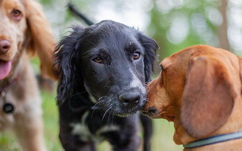 How to Identify and Address Selfish Pet Ownership