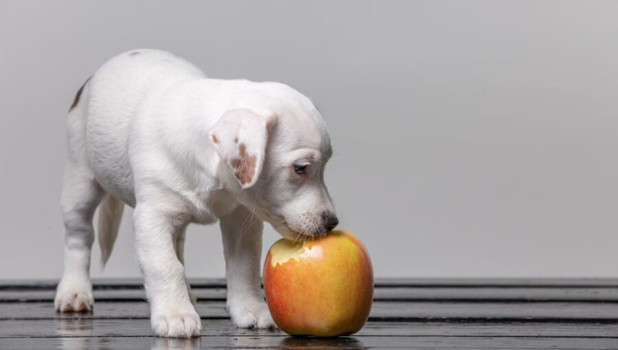 How to Safely Feed Green Apples to Dogs