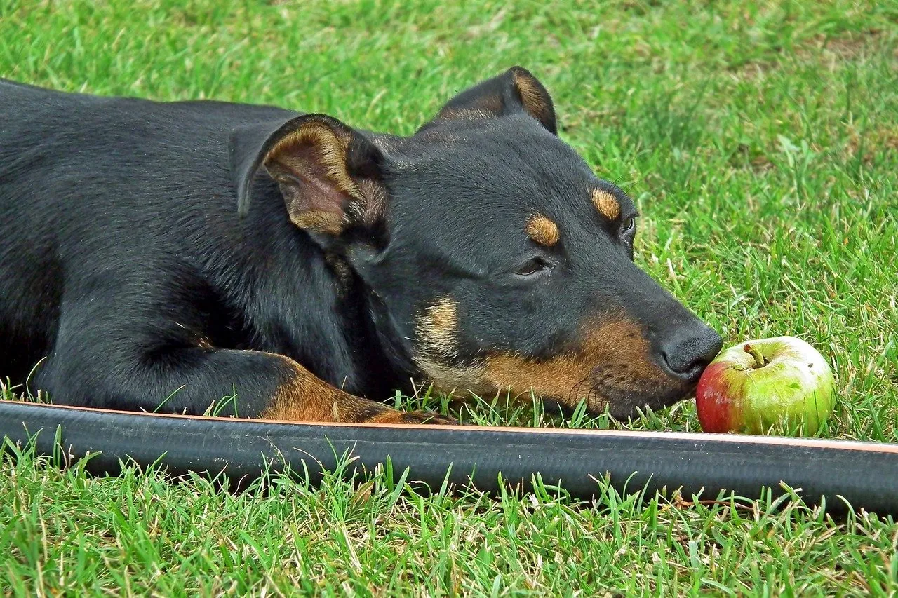 How to Safely Feed Green Apples to Your Dog