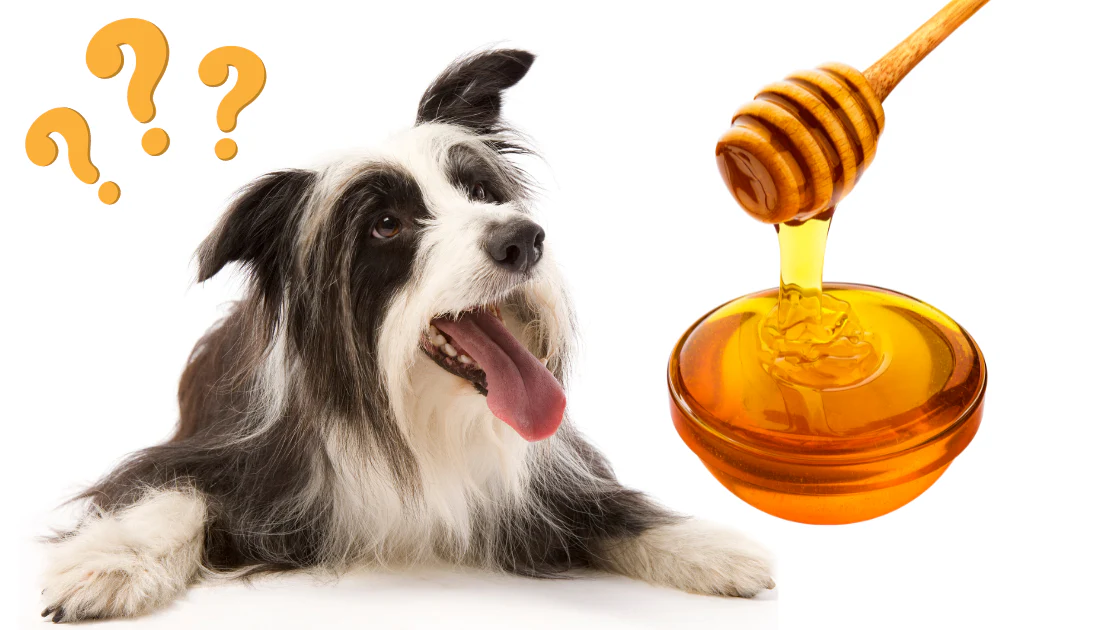 How to Safely Feed Honey to Your Dog