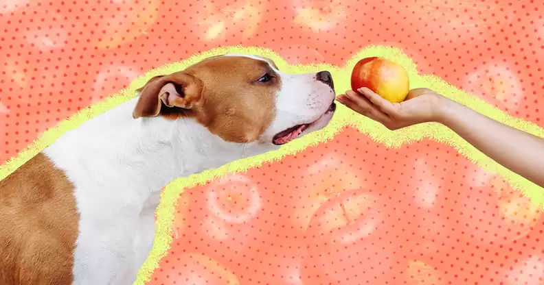 How to Safely Serve Green Apples to Your Dog