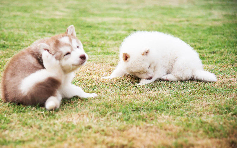 How to Use Dog Shampoo for Itchy Dogs