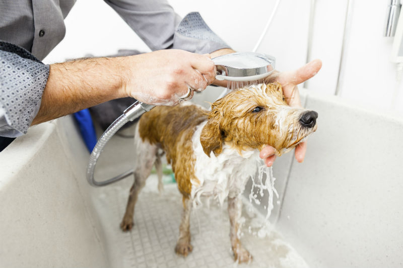 How to Use Tick Shampoo Effectively