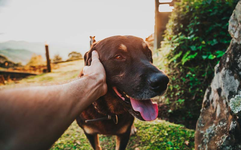 Managing Your Dog During Heat