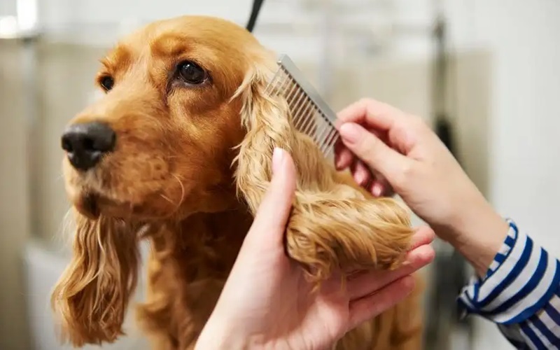 Mastering Dog Grooming: How to Dematt Your Dog's Fur Easily