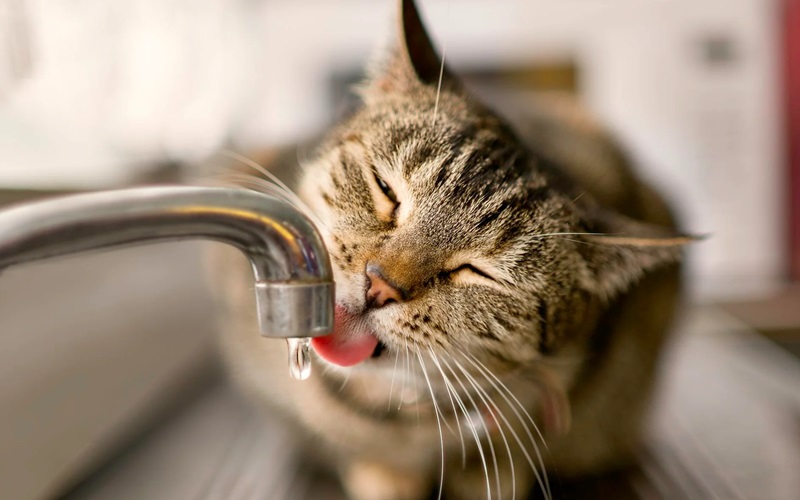 Milk vs. Water: What Should Your Cat Really Be Drinking