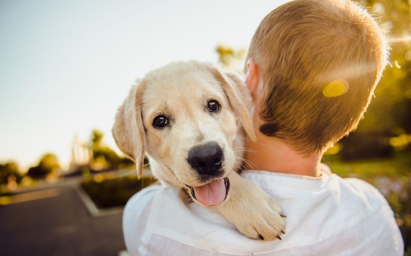 The Rise of Pet Companionship